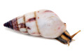 Limicolaria agathina Nigeria adult